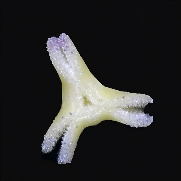 TulpeNarbealleinvVorneGROSSaufSCHWARZSL2Si105Mac2EXTQUADRAT_666x666.webp