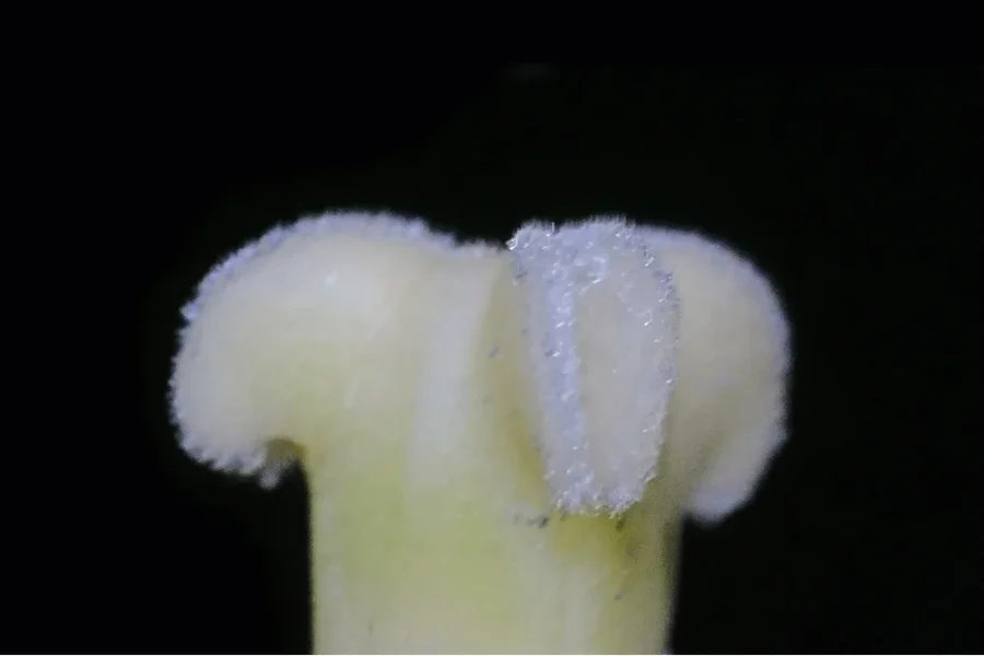 TulpenStaubgefässnurSTEMPELaufSchwarzTSL2SigmaMacro1052EXTOPTMALFINRECHTECK_999x666.webp