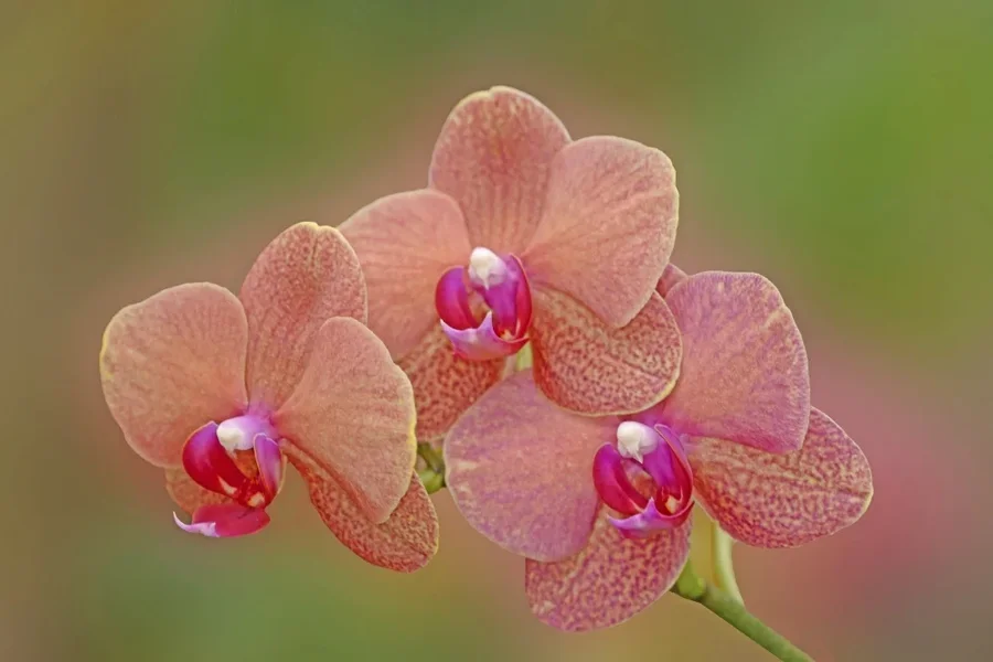 BotGRosaOrchideenSLCan100MacFINOPTIMALVARIANTE_999x666.webp