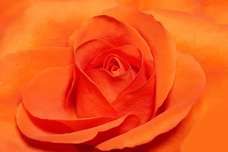 RoseOrangeZentrumSL22490CropRECHTECKVARIANTE_999x666.webp