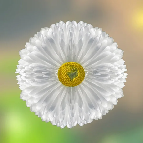 WeisseefllteBlüteinnengelbGROSSSL2Si05M2EXTAUFMULTIPASTELLFINFINFINQUADRAT_1000x1000.webp