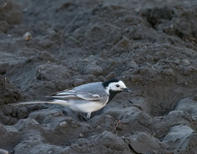 Vögel 2022-184-ORF_DxO_DeepPRIME.webp