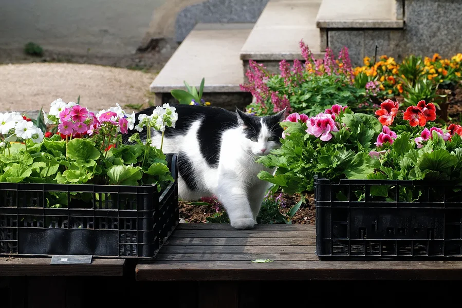 KatzezwischenBlumenkistenNummer1SL2Si105Mac2EXTTFINOVEFINFINFIN_1498x1000.webp