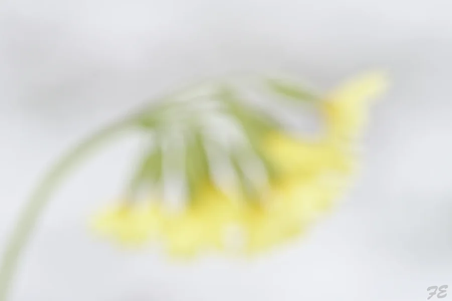 _IMG8447_DxO.webp
