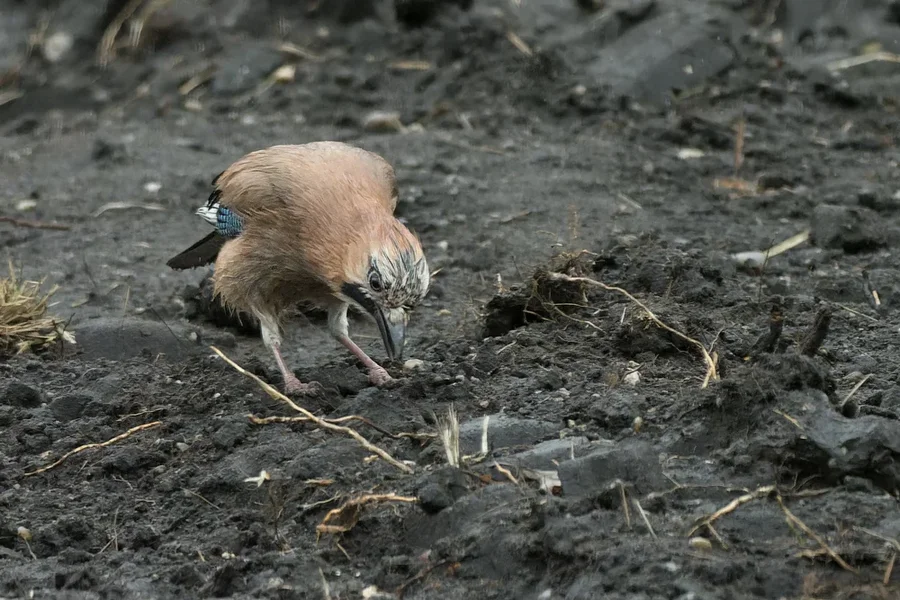 Vögel 2022-391-ORF_DxO_DeepPRIME.webp