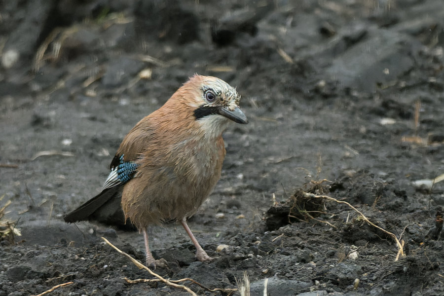 Vögel 2022-392-ORF_DxO_DeepPRIME.jpg