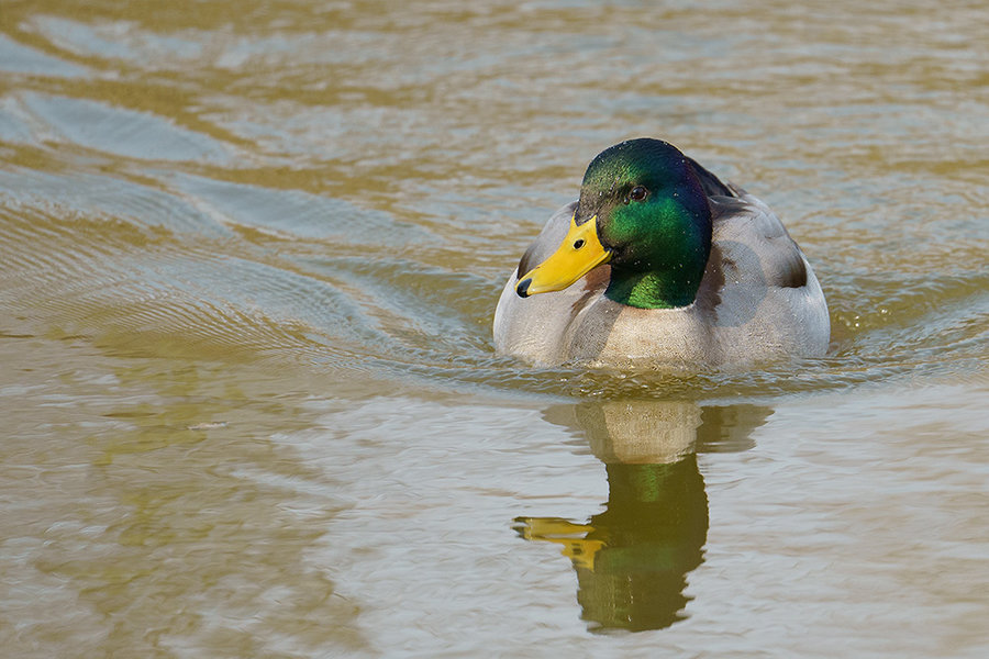 ci_A7304521.jpg