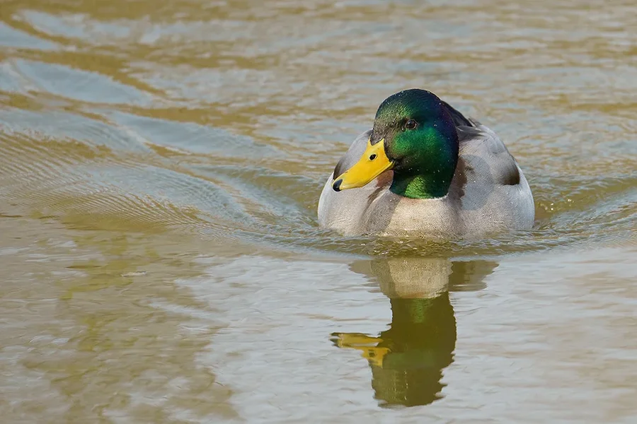 ci_A7304521.webp