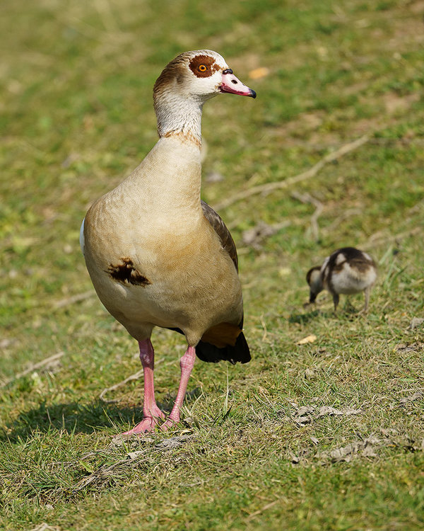 ci_A7304585.jpg