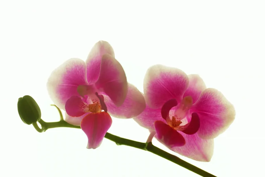 OrchideenRotZweigm2BlütenSLeSi105mac2ExtFINOPTIMAL_1499x1000.webp