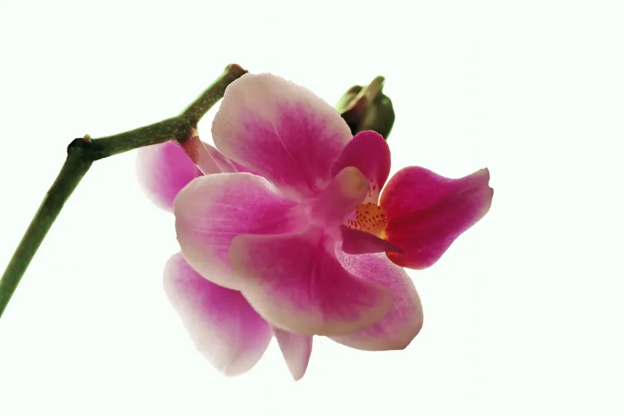 OrchideeRotEinzelblüteSL2Si105Mac2EXTFINOPTIMAL_1500x1000.jpg