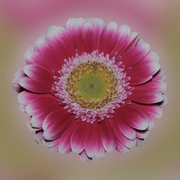 GerberaROTWEISSSL2Si105Mac2EXTaufWEICHZGAUFGHGQUADRATVARIANTELOWDYOPTIMALESCH_1000x1000.webp