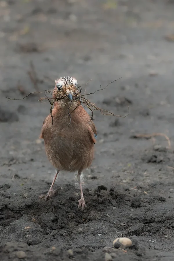 Vögel 2022-522-ORF_DxO_DeepPRIME.webp