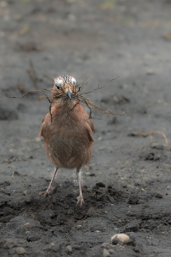 Vögel 2022-522-ORF_DxO_DeepPRIME.jpg