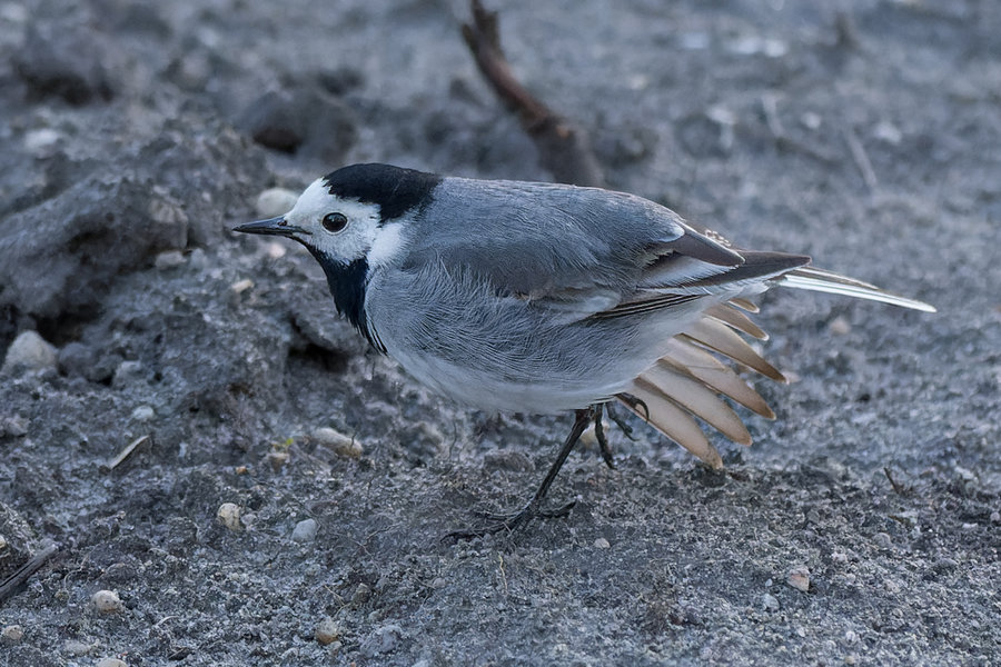 Vögel 2022-627-ORF_DxO_DeepPRIME.jpg