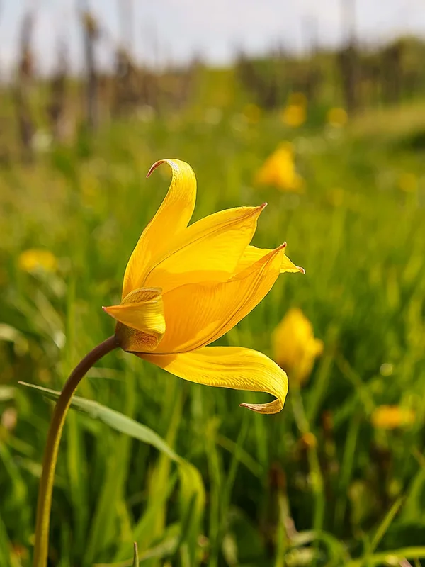 ci_A7305117.webp
