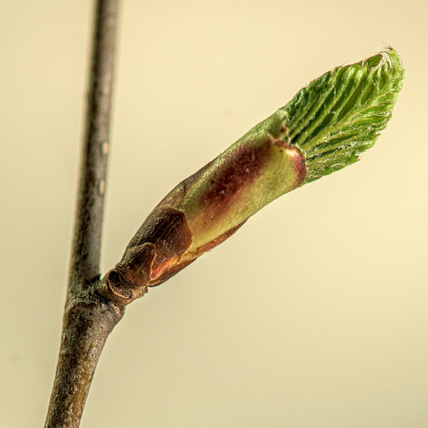 Birkenblatt 1.jpg Birkenblatt 1.jpg