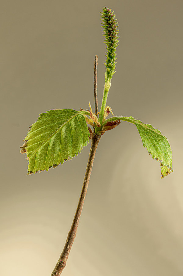 Birkenblatt 2a.jpg Birkenblatt 2a.jpg