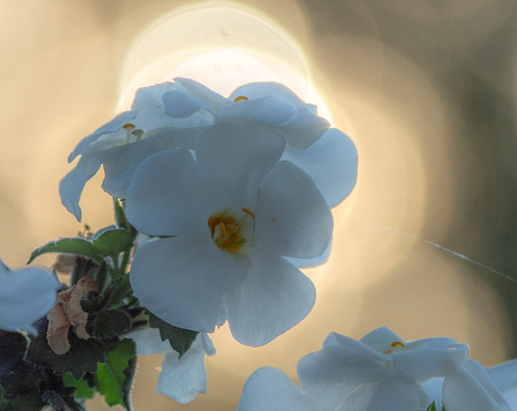 Sedlitz 2022-318.jpg