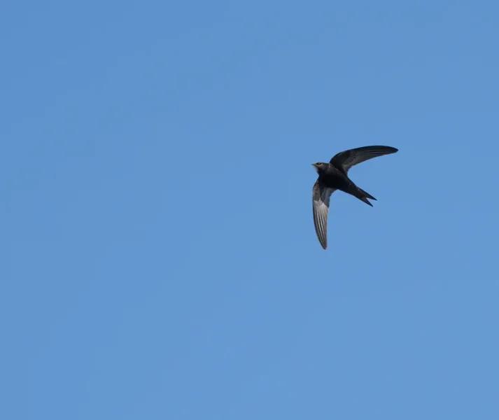 Vögel 2022-815-Bearbeitet.webp