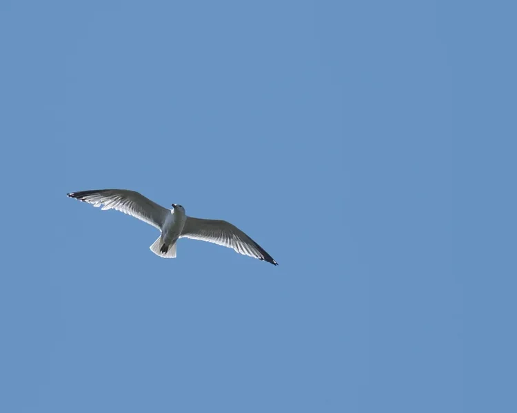 Vögel 2022-826-Bearbeitet.webp