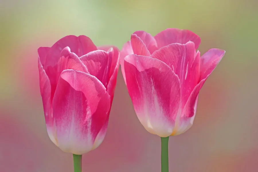TulpenzweiRosaWeissSL2Si100400FINFINFINAUFROSAOPTIMAL_1500x1000.webp