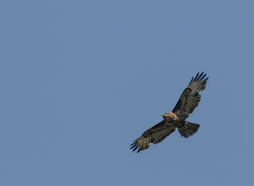 Vögel 2022-1000-ORF_DxO_DeepPRIME-Bearbeitet.webp