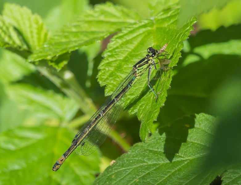 20220523-P5230379.jpg 20220523-P5230379.jpg