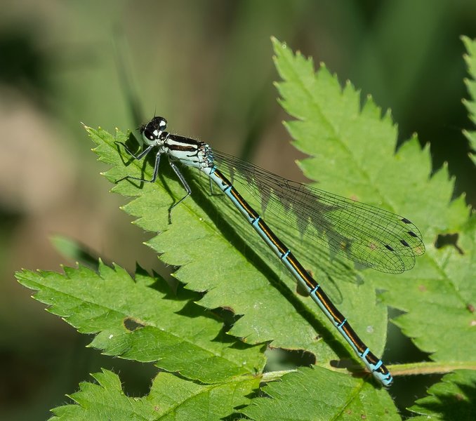 20220523-P5230397.jpg 20220523-P5230397.jpg