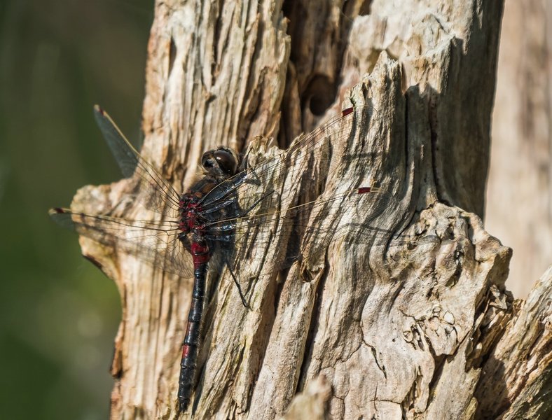 20220523-P5230459.jpg 20220523-P5230459.jpg