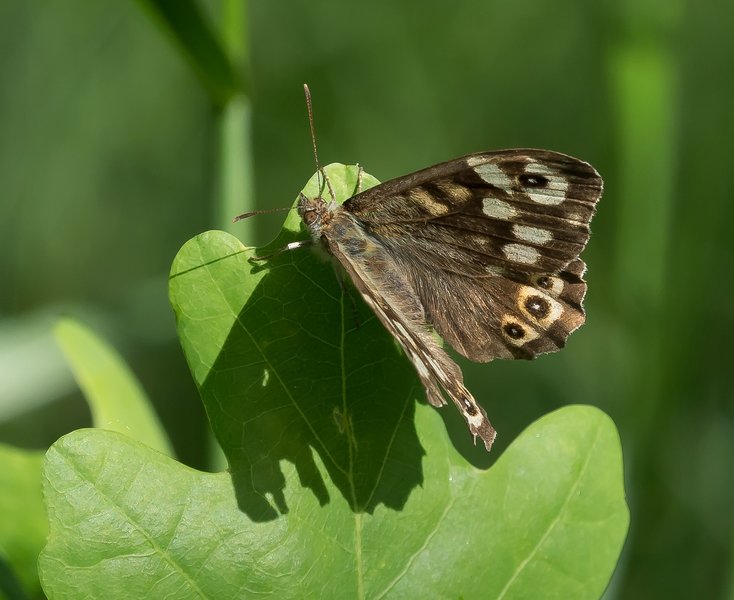 20220523-P5230378.jpg 20220523-P5230378.jpg