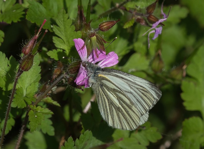 20220523-P5230400.jpg 20220523-P5230400.jpg