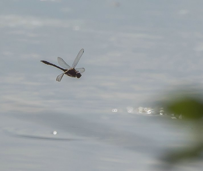 20220523-P5230411-Bearbeitet.jpg 20220523-P5230411-Bearbeitet.jpg