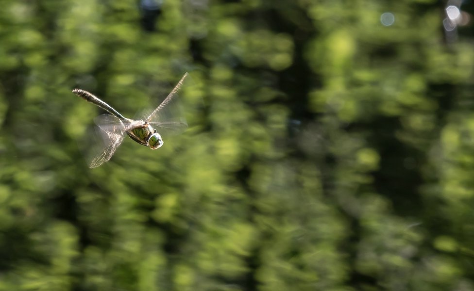 20220523-P5230438.jpg 20220523-P5230438.jpg