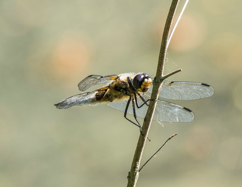 20220523-P5230419.jpg 20220523-P5230419.jpg