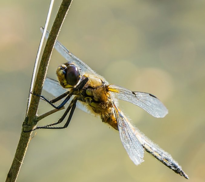 20220523-P5230434-Bearbeitet.jpg 20220523-P5230434-Bearbeitet.jpg