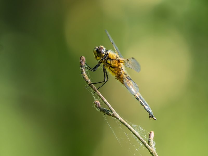 20220523-P5230467-Bearbeitet.jpg 20220523-P5230467-Bearbeitet.jpg