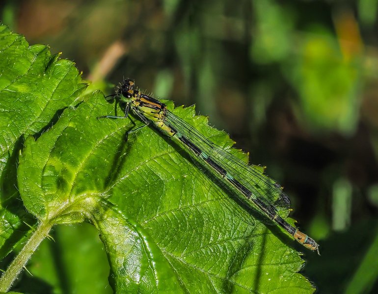 20220611-P6110011-Bearbeitet.jpg 20220611-P6110011-Bearbeitet.jpg