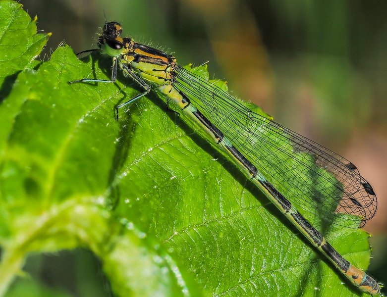 20220611-P6110022-Bearbeitet.jpg 20220611-P6110022-Bearbeitet.jpg