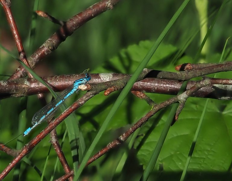 20220611-P6110066.jpg 20220611-P6110066.jpg