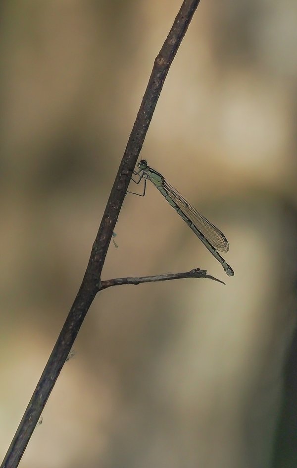 20220611-P6110198-Bearbeitet.jpg 20220611-P6110198-Bearbeitet.jpg