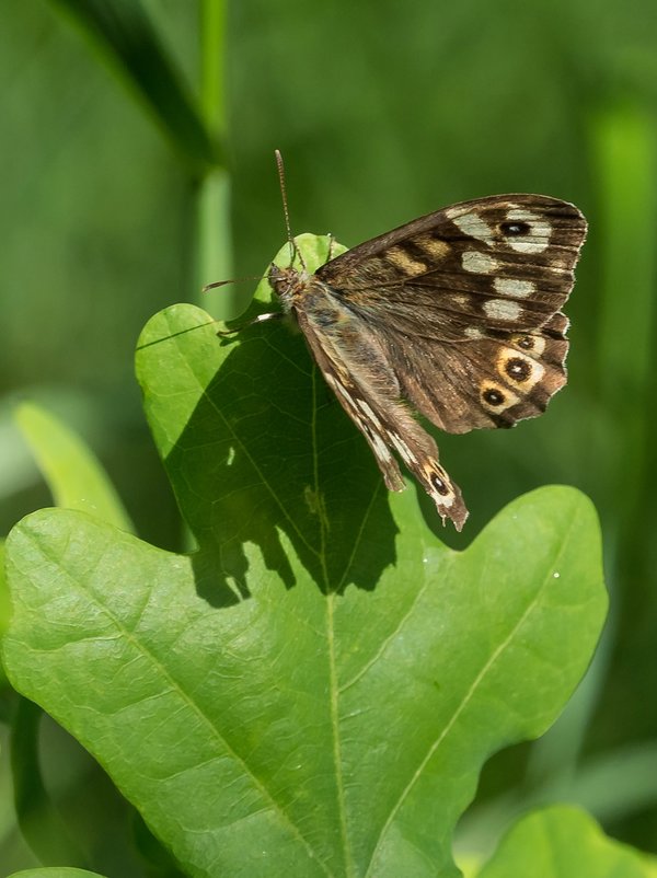 20220523-P5230375.jpg 20220523-P5230375.jpg