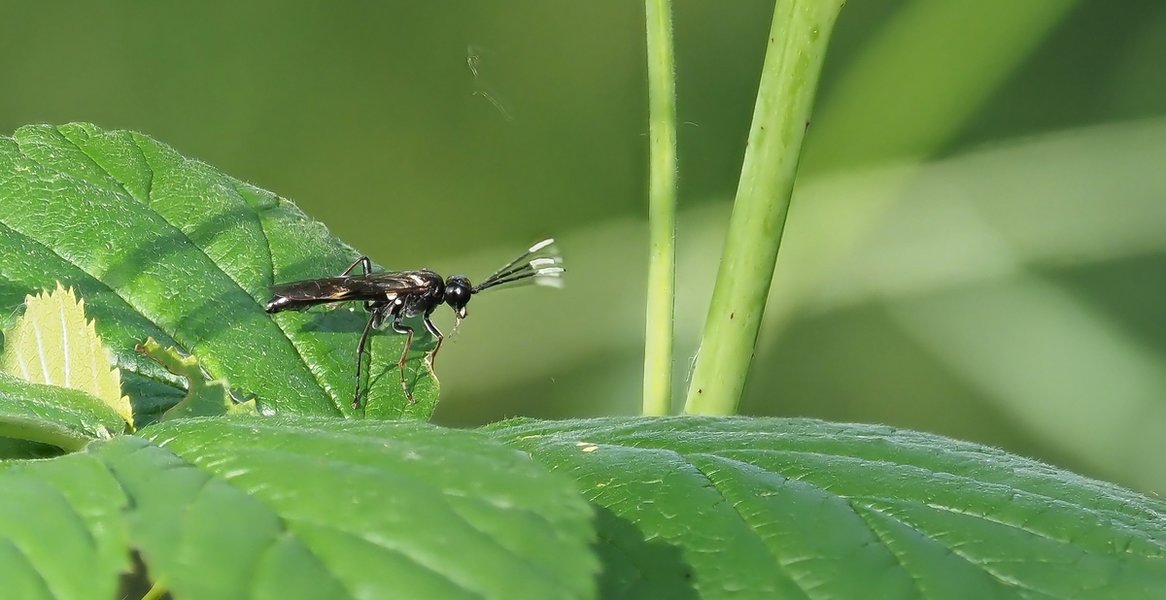 20220615-P6150173.jpg 20220615-P6150173.jpg