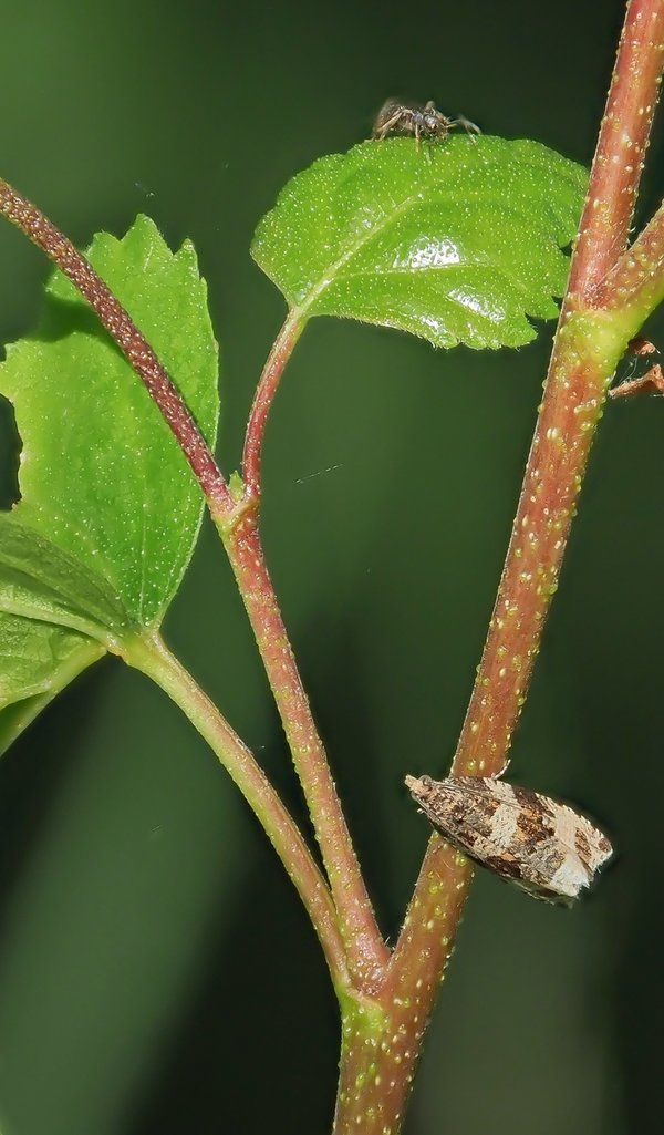 20220615-P6150198.jpg 20220615-P6150198.jpg