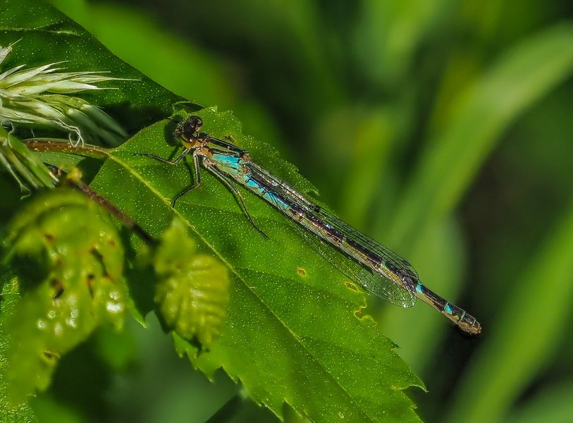 20220615-P6150209-Bearbeitet.jpg 20220615-P6150209-Bearbeitet.jpg