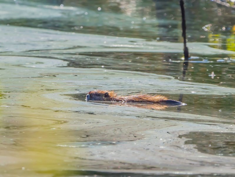 20220622-P6221994.jpg 20220622-P6221994.jpg