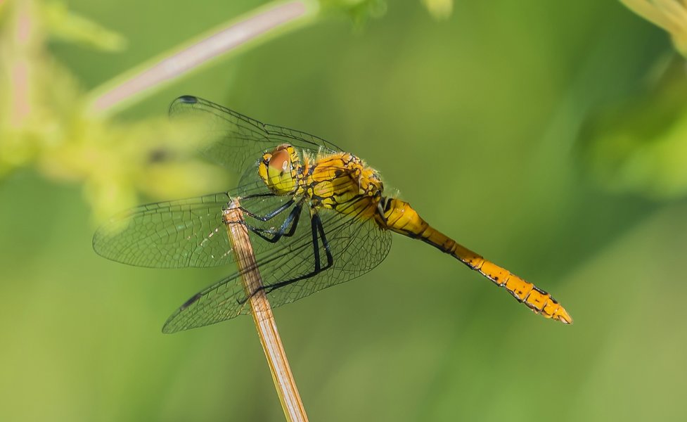 20220622-P6222008-Bearbeitet.jpg 20220622-P6222008-Bearbeitet.jpg