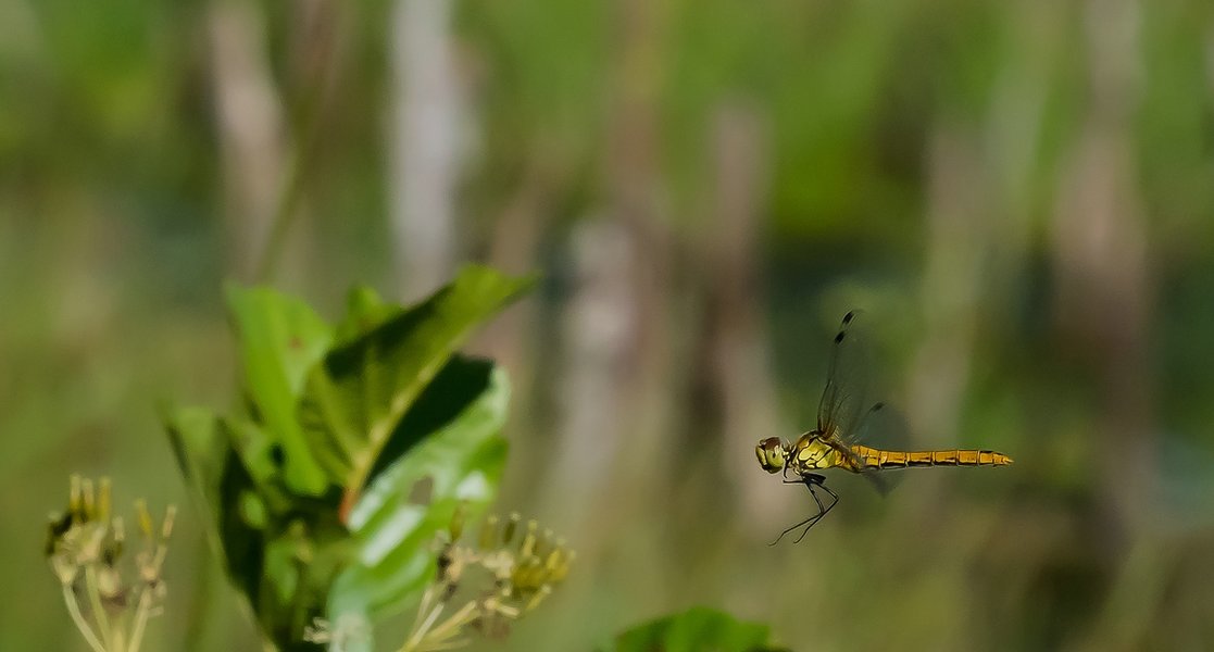 20220622-P6222025-Bearbeitet.jpg 20220622-P6222025-Bearbeitet.jpg