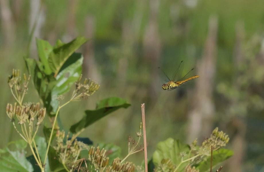 20220622-P6222073.jpg 20220622-P6222073.jpg