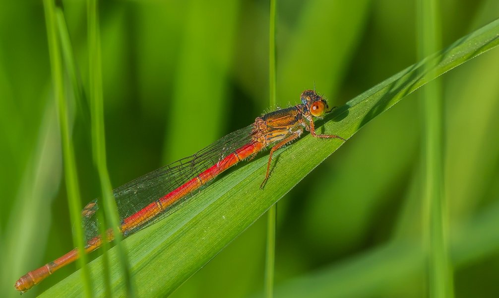 20220622-P6222233-Bearbeitet.jpg 20220622-P6222233-Bearbeitet.jpg